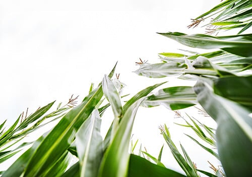 Image of corn in a field